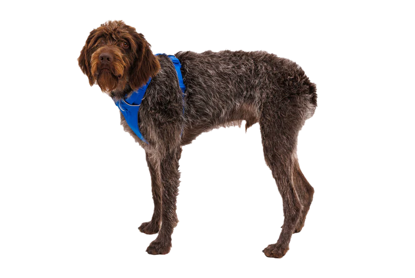 RUFFWEAR Front Range Dog Harness - Blue Pool Ruffwear