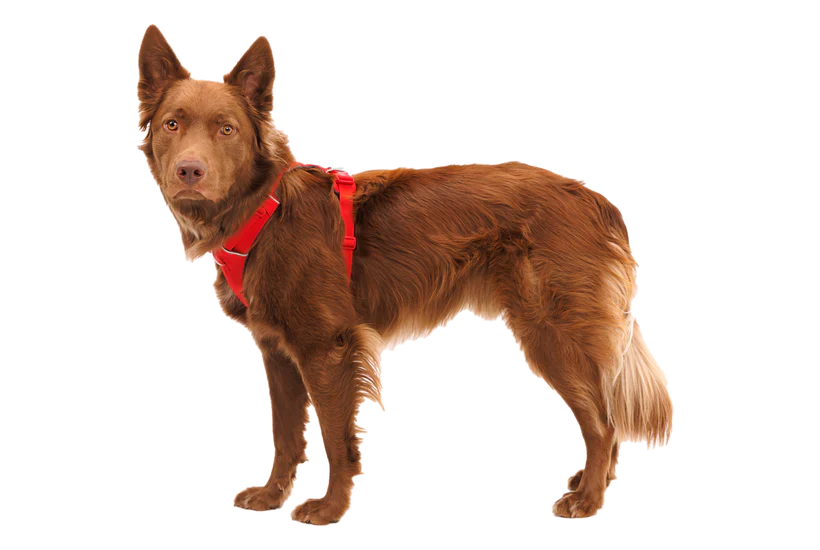 RUFFWEAR Front Range Dog Harness - Red Canyon Ruffwear