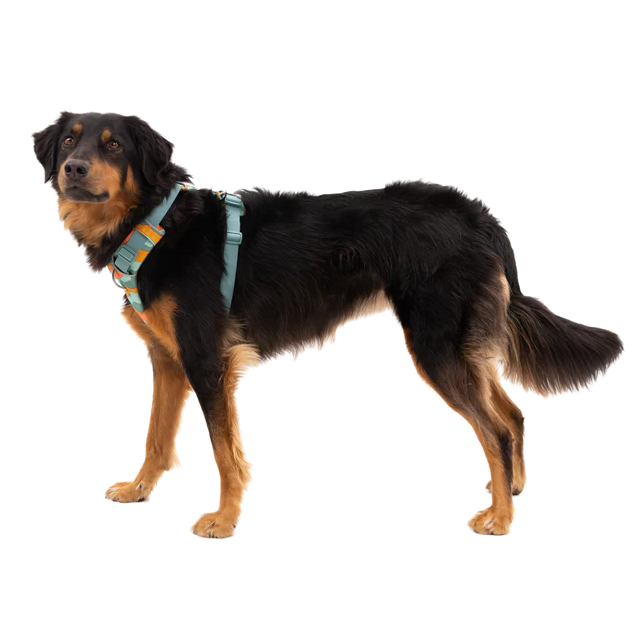 RUFFWEAR Front Range Dog Harness - Spring Mountains Ruffwear