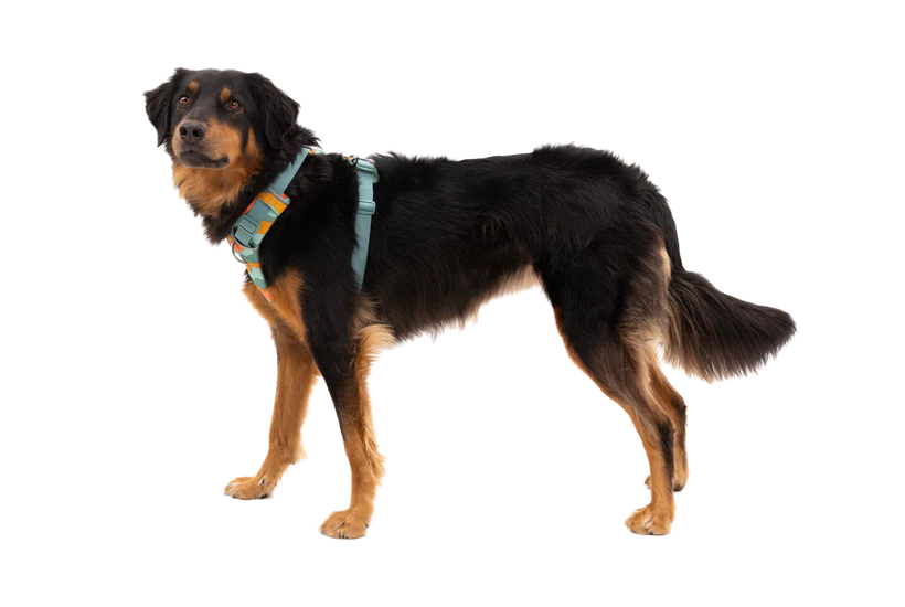RUFFWEAR Front Range Dog Harness - River Rock Green Ruffwear