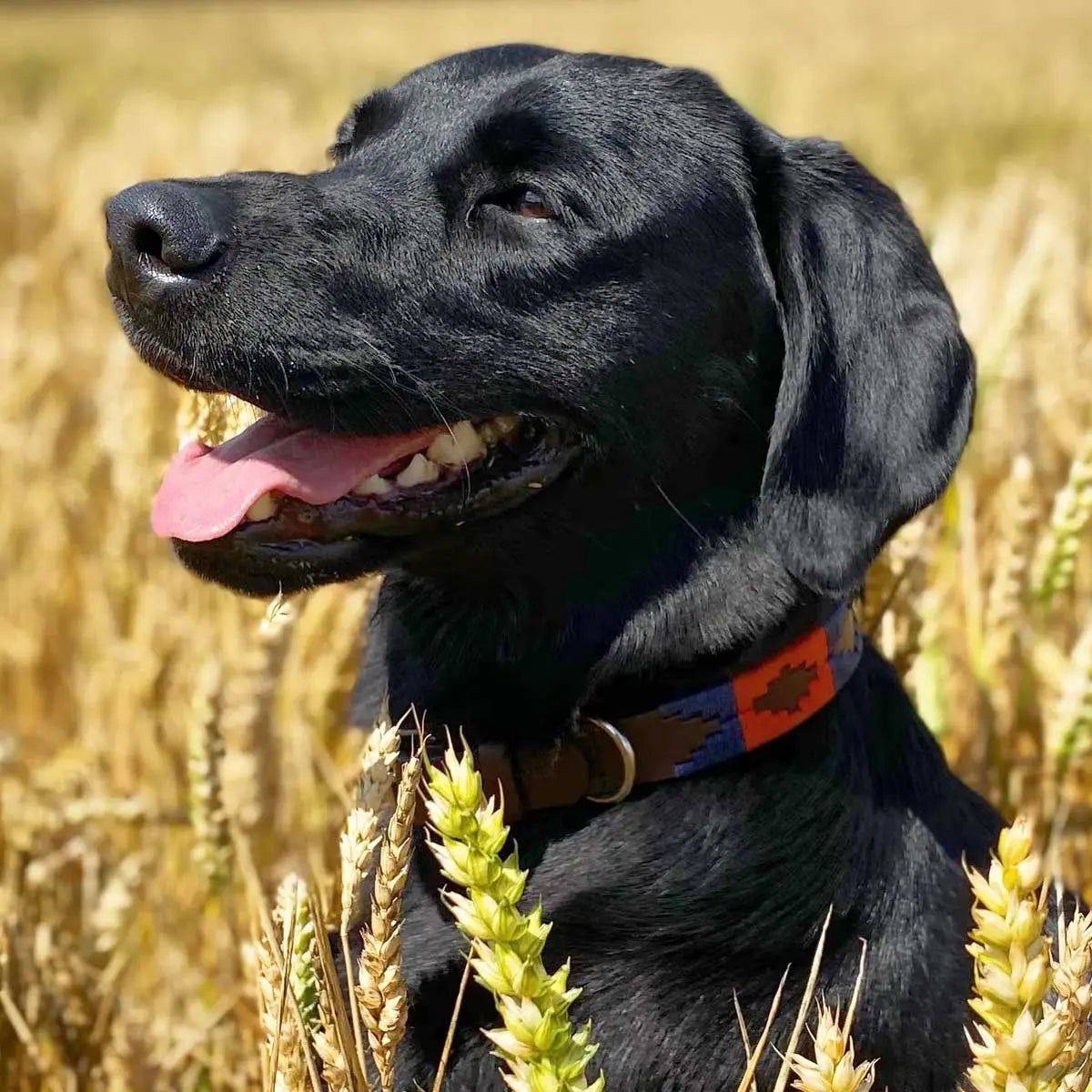 PAMPEANO Dog Collar - Audaz