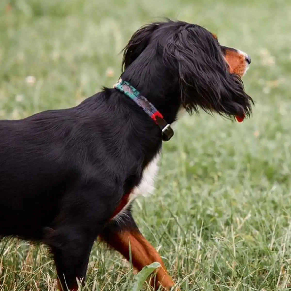 PAMPEANO Dog Collar - Navidad