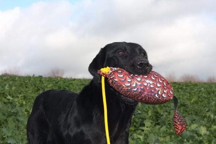 SPORTING SAINT Bird Dummy Sporting Saint