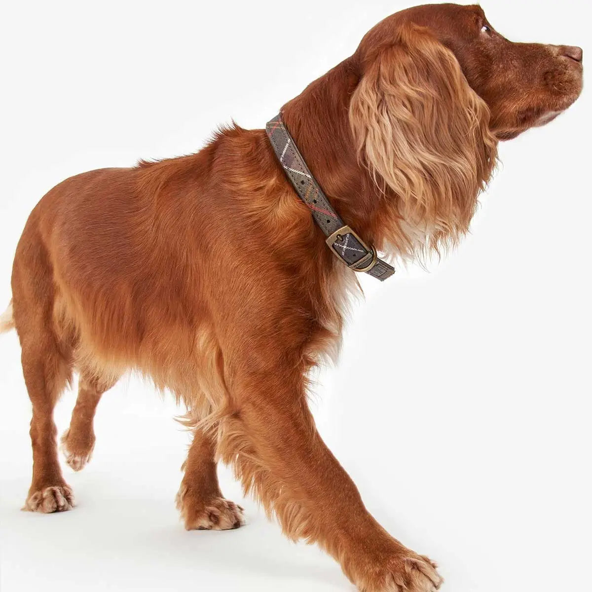 BARBOUR Dog Collar - Leather - Classic Tartan