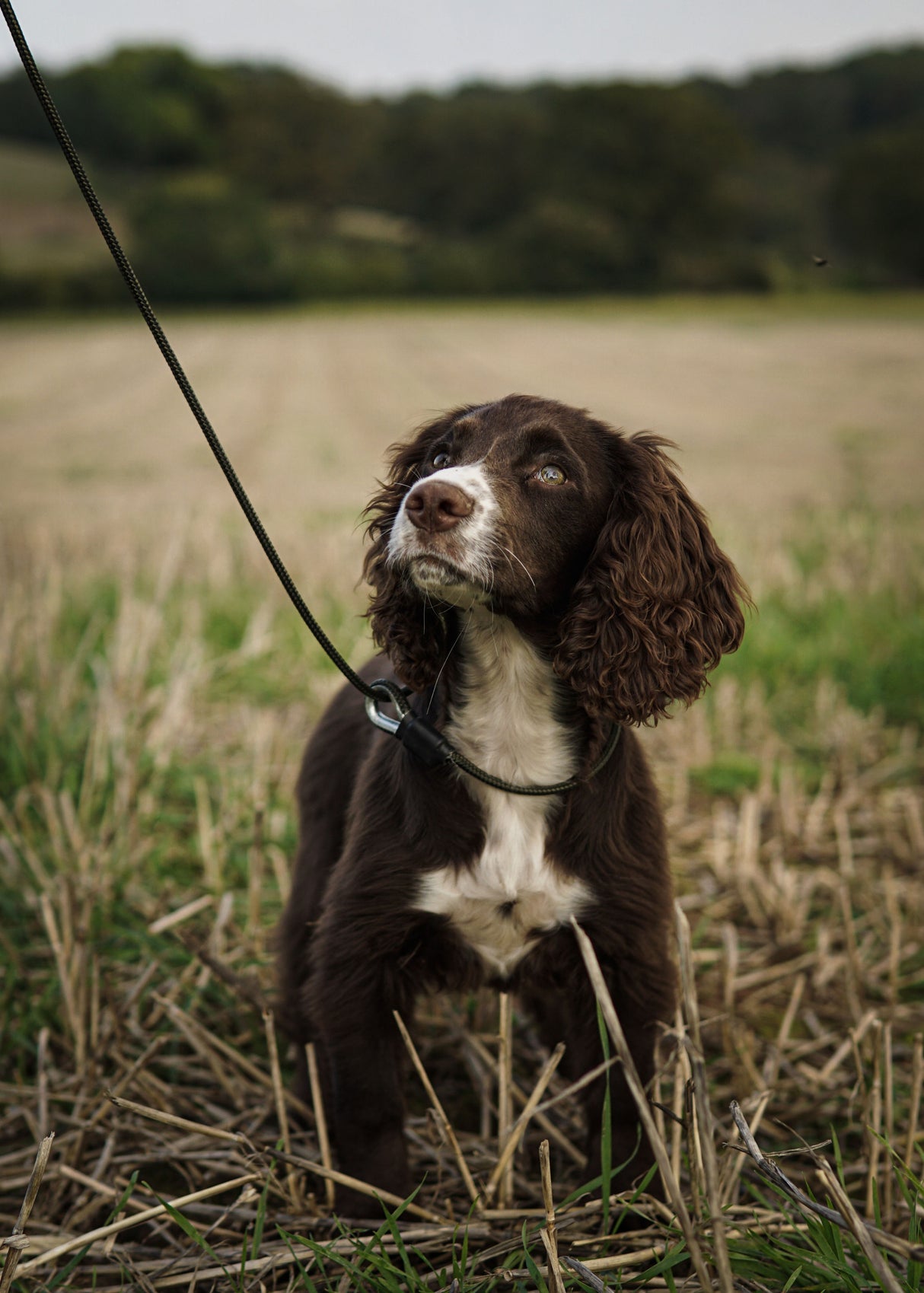 SPORTING SAINT Field Trial Pro Slip Lead Sporting Saint