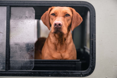 How to Choose a Winter Dog Walking Coat