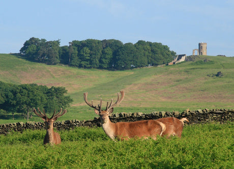 British Picnic Essentials: What to Pack for the Perfect Countryside Picnic