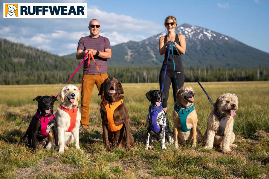 Explore the Outdoors with Ruffwear: Adventure Gear for Active Dogs