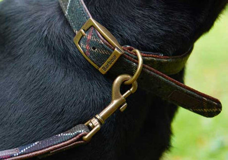 Dog Collars & Leads