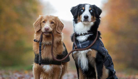 Shop Dog Accessories – Country Lifestyle for Your Canine