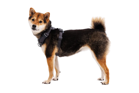 RUFFWEAR Front Range Dog Harness - Basalt Grey Ruffwear