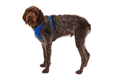 RUFFWEAR Front Range Dog Harness - Blue Pool Ruffwear