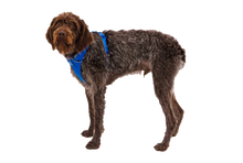 Load image into Gallery viewer, RUFFWEAR Front Range Dog Harness - Blue Pool
