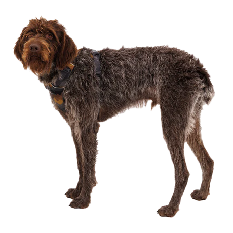 RUFFWEAR Front Range Dog Harness - Moonlight Mountains Ruffwear