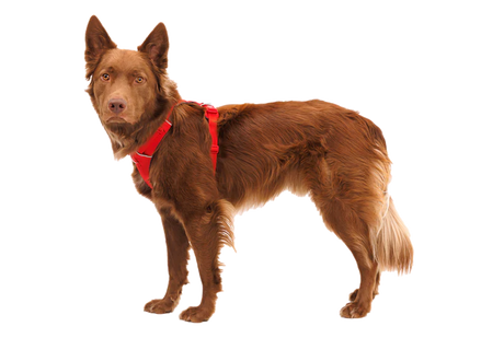 RUFFWEAR Front Range Dog Harness - Red Canyon Ruffwear