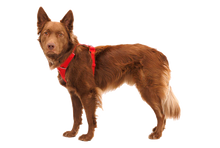 Load image into Gallery viewer, RUFFWEAR Front Range Dog Harness - Red Canyon Ruffwear
