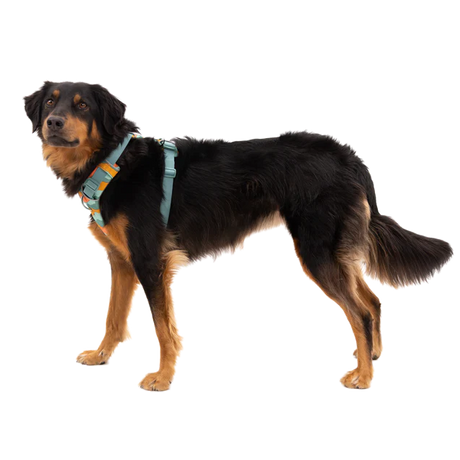 RUFFWEAR Front Range Dog Harness - Spring Mountains Ruffwear