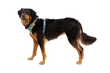 RUFFWEAR Front Range Dog Harness - River Rock Green – A Farley