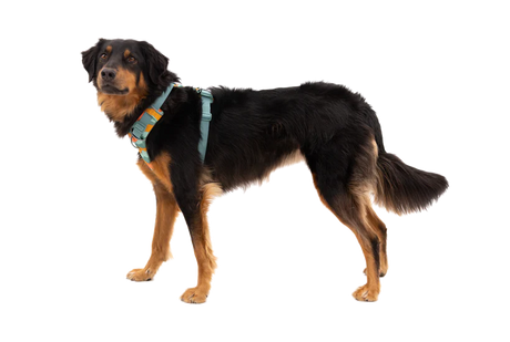 RUFFWEAR Front Range Dog Harness - River Rock Green Ruffwear