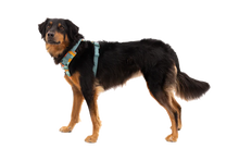 Load image into Gallery viewer, RUFFWEAR Front Range Dog Harness - River Rock Green Ruffwear
