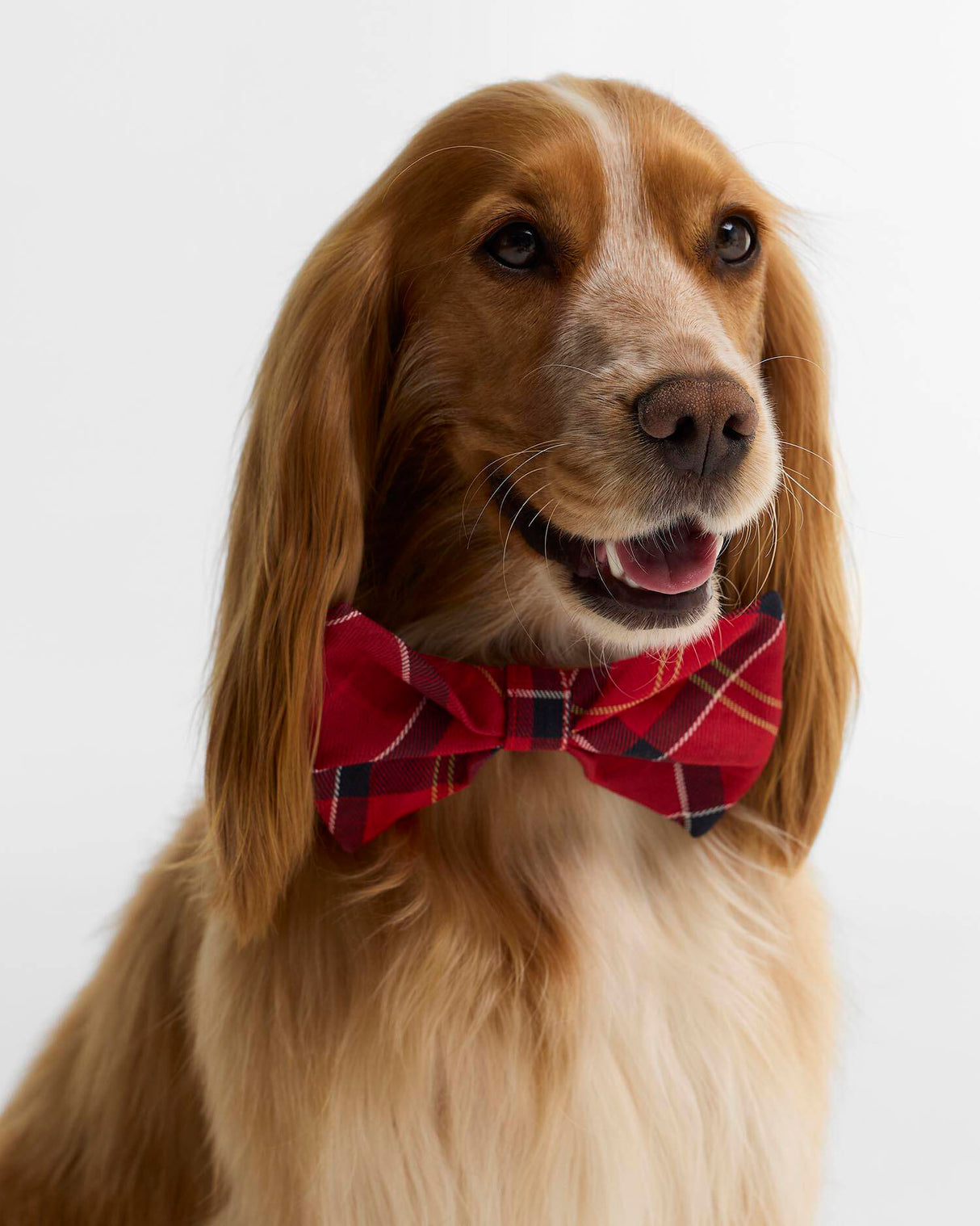 BARBOUR Tartan Dog Bow Tie - Cardinal Tartan