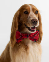 BARBOUR Tartan Dog Bow Tie - Cardinal Tartan