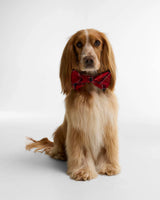 BARBOUR Tartan Dog Bow Tie - Cardinal Tartan