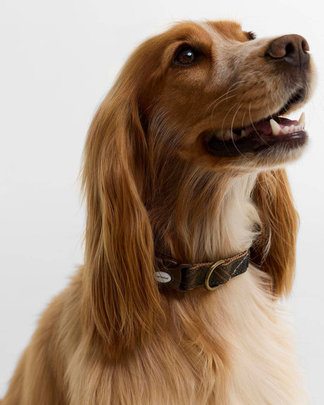 BARBOUR Tartan & Webbing Dog Collar - Classic Tartan