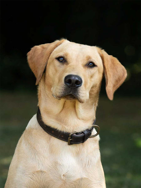 DUBARRY Axel Leather Dog Collar - Mahogany