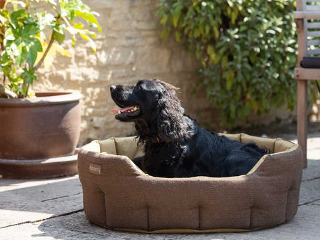 DUBARRY Buster Tweed Reversible Dog Bed - Mocha