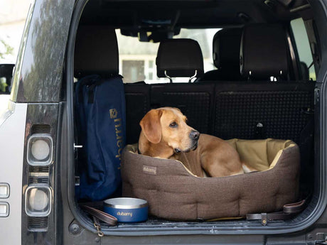 DUBARRY Buster Tweed Reversible Dog Bed - Mocha