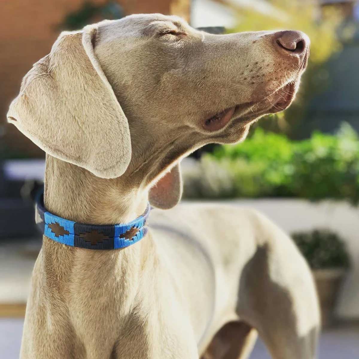 PAMPEANO Dog Collar - Azules
