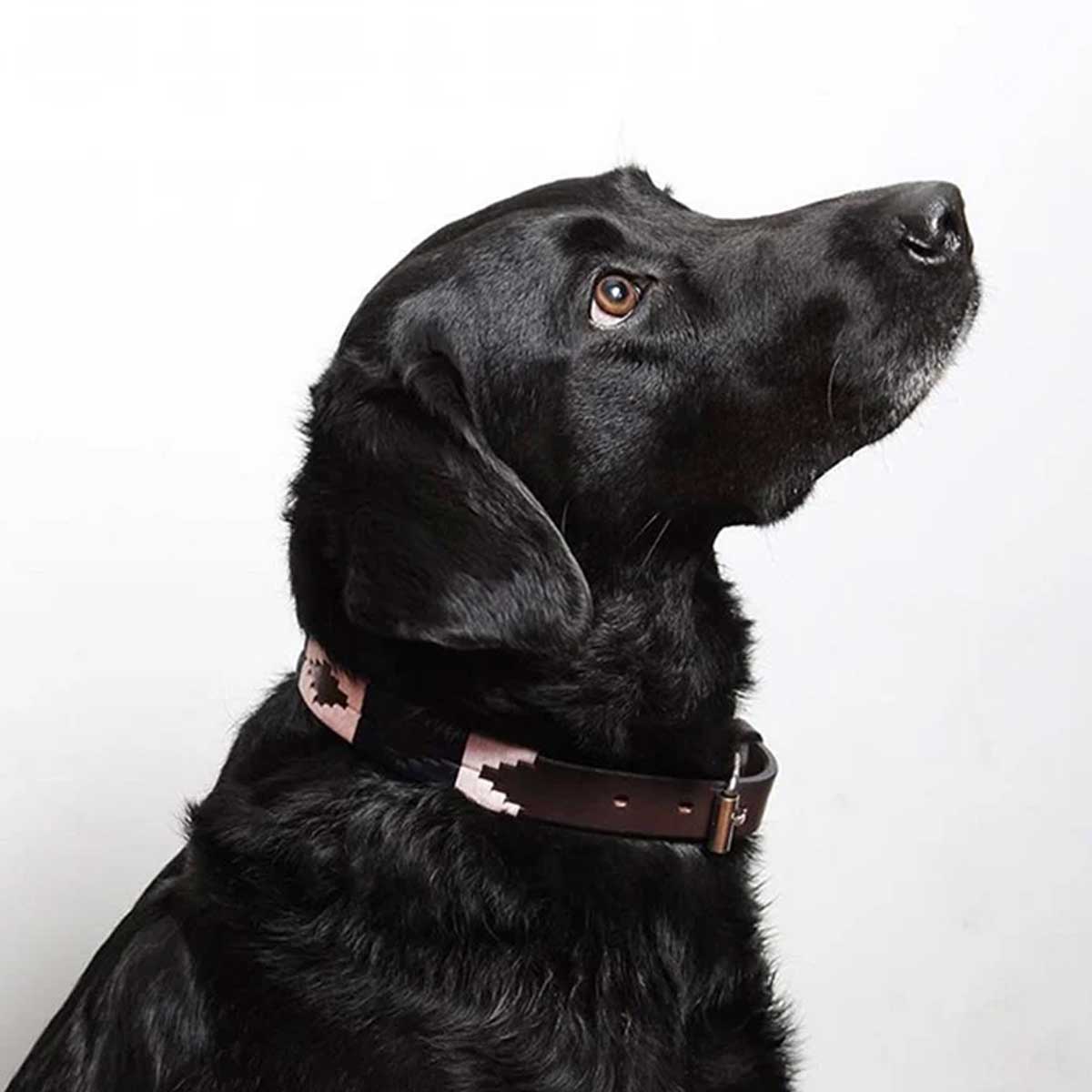 Pampeano Dog Collar Size Guide