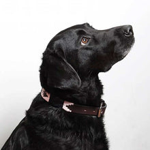 Load image into Gallery viewer, PAMPEANO Dog Collar - Hermoso
