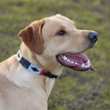 Pampeano Leather Dog Collar - Multi
