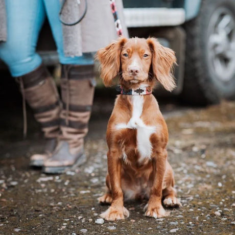Pampeano Leather Dog Collar - Petalo