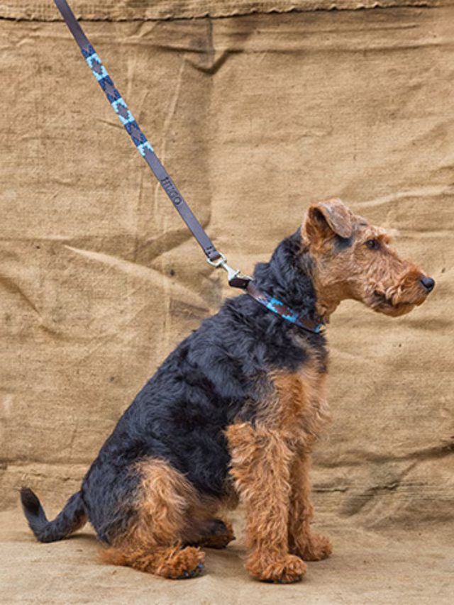PAMPEANO Dog Lead - Azules