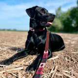 Pampeano - Leather Dog Lead - Petalo
