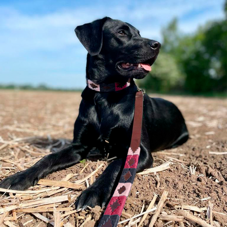 Pampeano - Leather Dog Lead - Petalo