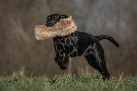 SPORTING SAINT 2 lb Rabbit Dummy With Throwing Toggle Sporting Saint