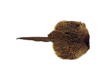 Load image into Gallery viewer, SPORTING SAINT Hen Pheasant Pelt Dummy
