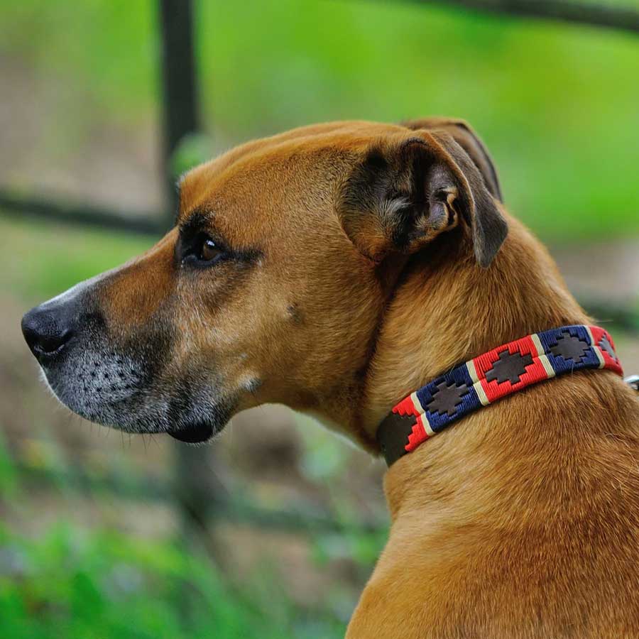 PIONEROS Polo Dog Collar - 733 Red/Navy/Cream Stripe