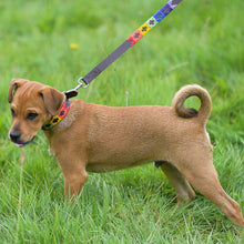 Load image into Gallery viewer, PIONEROS Polo Dog Lead - 867 Rainbow
