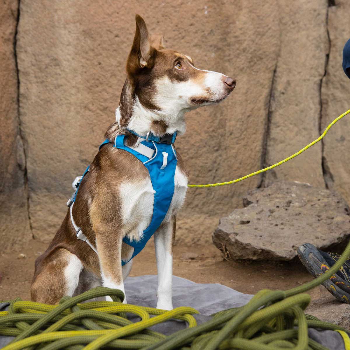 RUFFWEAR Flagline Dog Harness with Handle - Blue Dusk