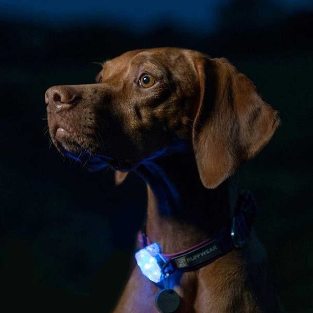 RUFFWEAR The Beacon Dog Safety Light - Clear Lake