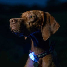 Load image into Gallery viewer, RUFFWEAR The Beacon Dog Safety Light - Clear Lake
