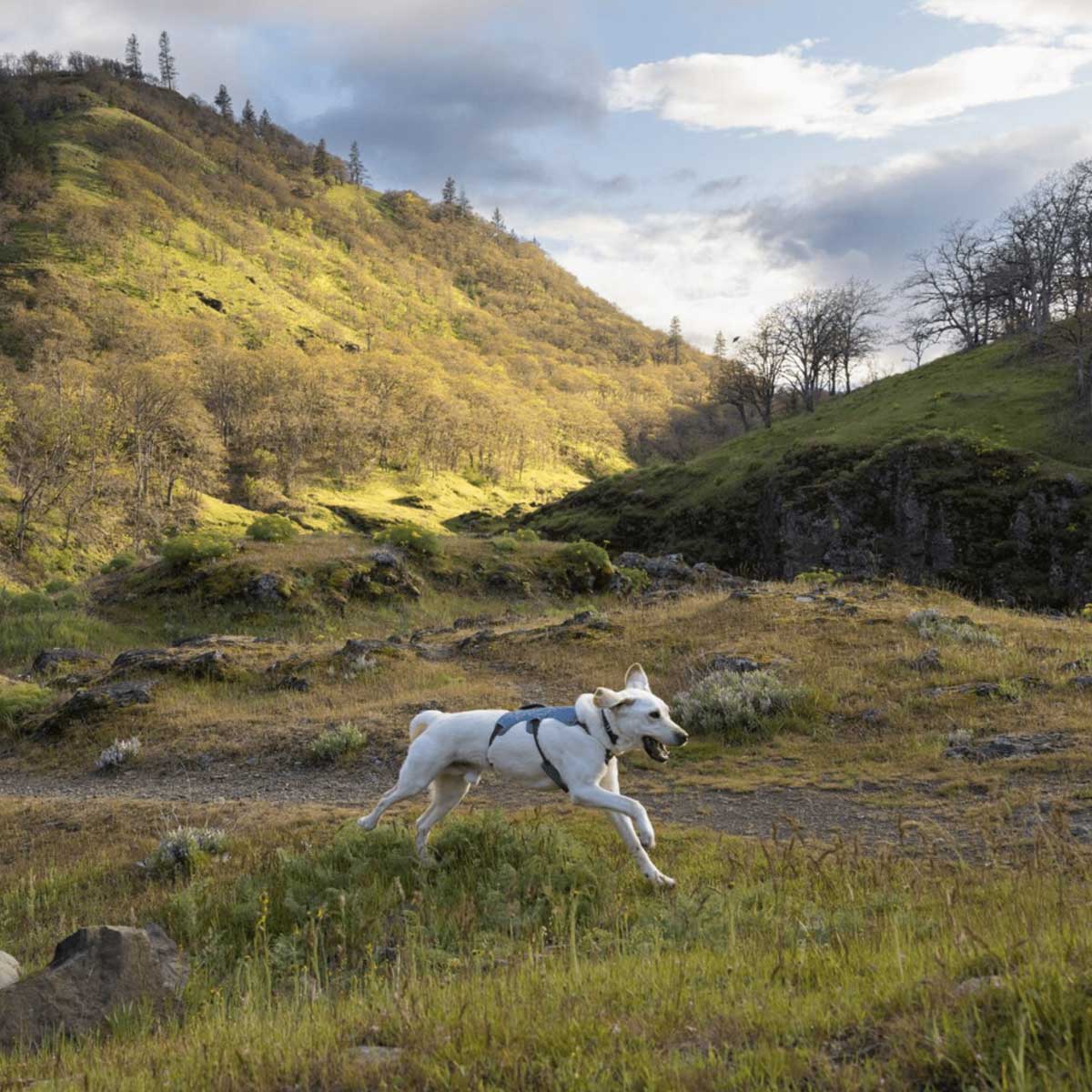 RUFFWEAR Web Master Dog Harness with Handle - Slate Blue